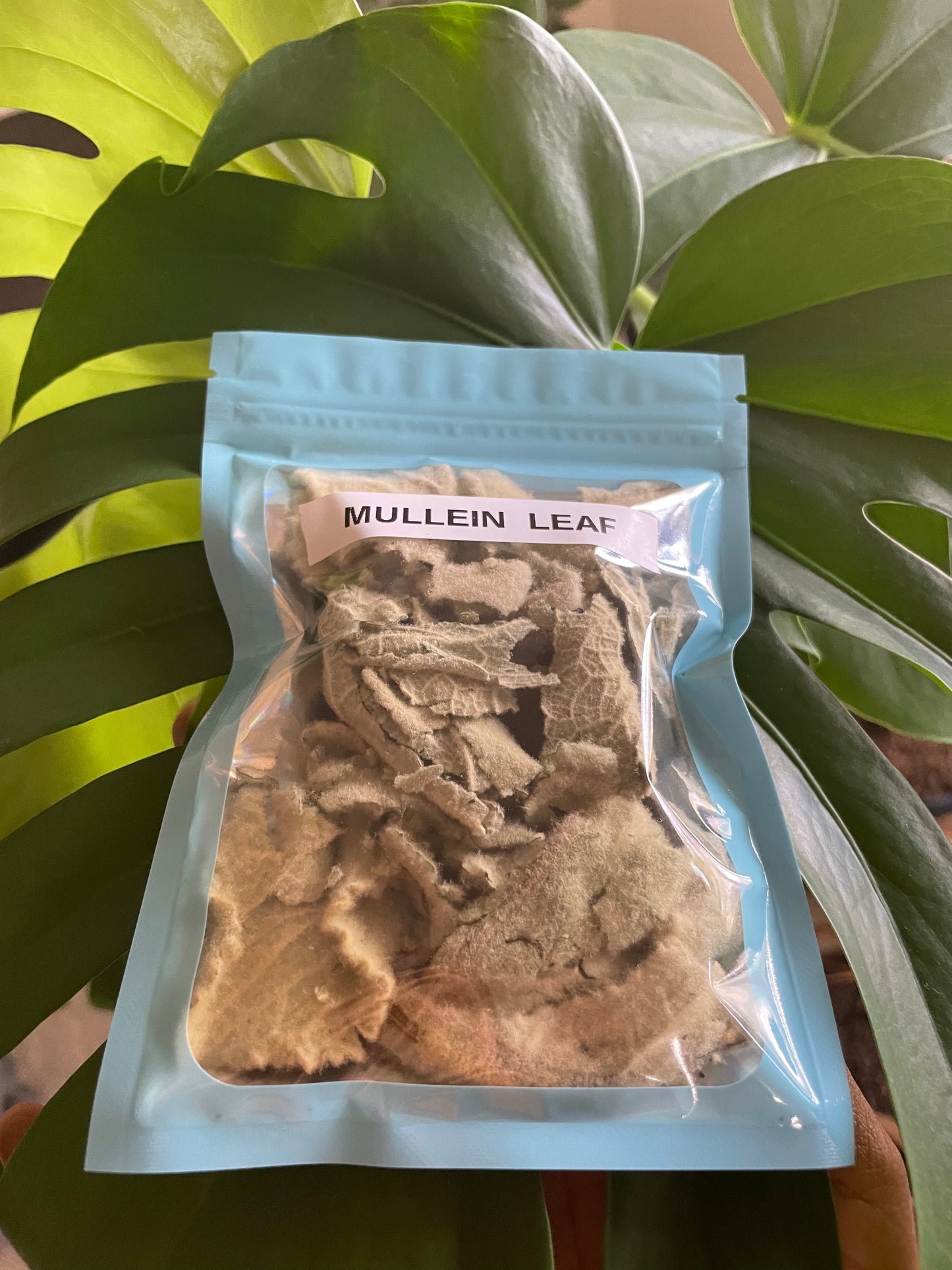 Mullein leaf