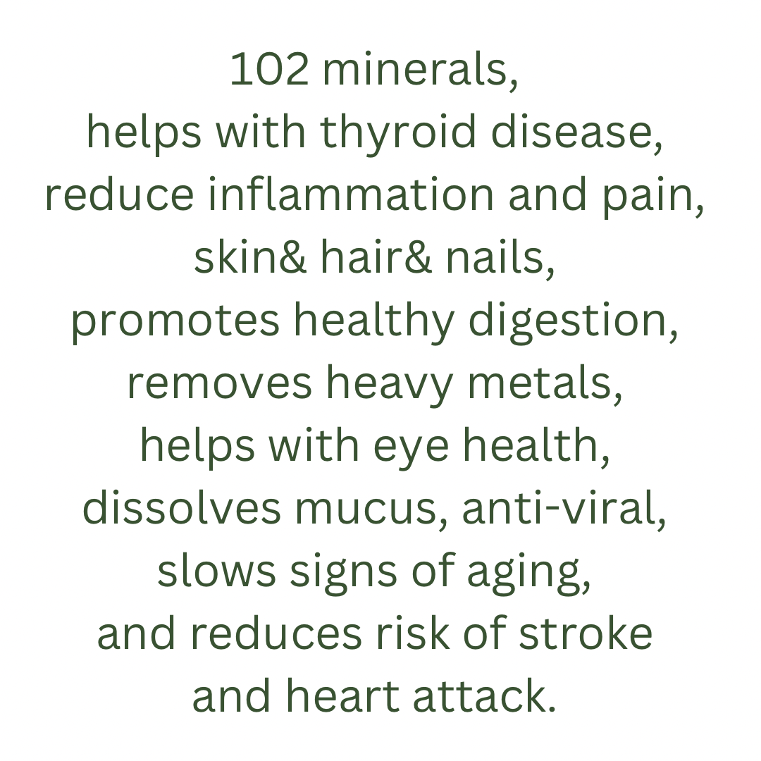 Bladderwrack SeaMoss