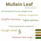 Mullein leaf tea