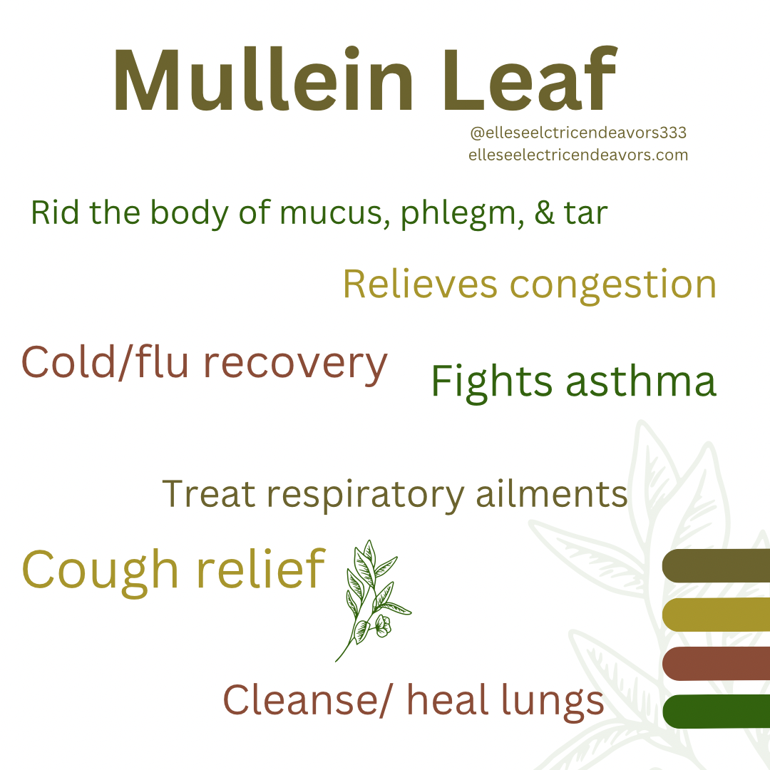 Mullein leaf tea